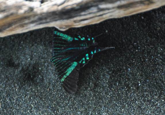 Uma linda borboleta verde no Parque Nacional Corcovado, na Península de Osa, no sul da Costa Rica